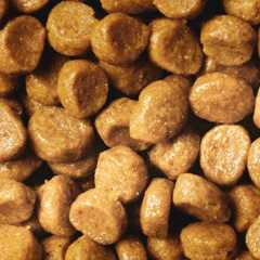 Pro Plan Yavru Kedi Maması 10 Kg